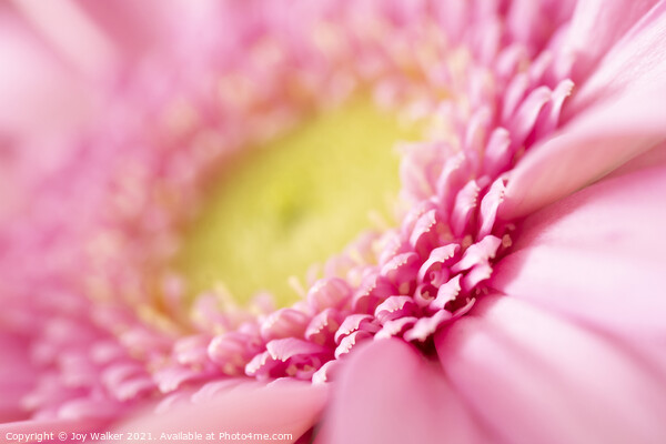 A pink Gerbera Picture Board by Joy Walker