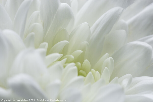 A white chrysanthemum  Picture Board by Joy Walker