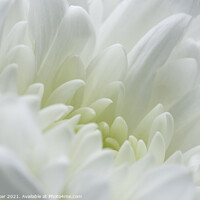 Buy canvas prints of A white chrysanthemum  by Joy Walker