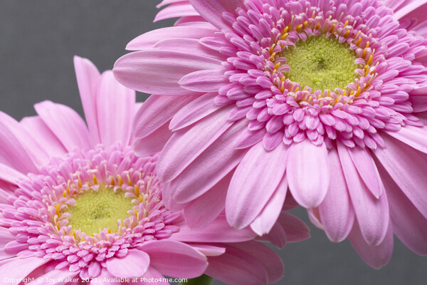 Two pink Gerbera flowers Picture Board by Joy Walker