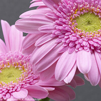 Buy canvas prints of Two pink Gerbera flowers by Joy Walker