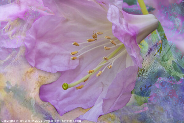 A single rhododendron flower Picture Board by Joy Walker