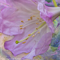 Buy canvas prints of A single rhododendron flower by Joy Walker