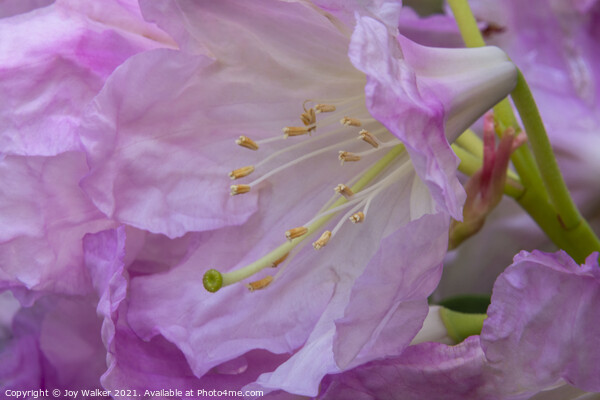A close-up of a rhododendron flower and stamens Picture Board by Joy Walker