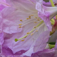 Buy canvas prints of A close-up of a rhododendron flower and stamens by Joy Walker
