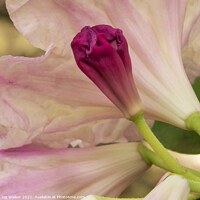 Buy canvas prints of Rhododendron bud, by Joy Walker