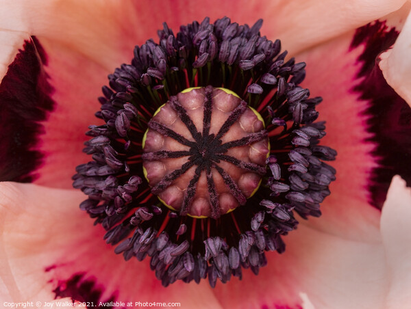 The centre of a large garden poppy Picture Board by Joy Walker