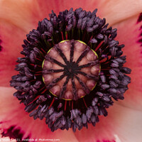 Buy canvas prints of The centre of a large garden poppy by Joy Walker