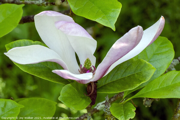 A single magnolia flower in close-up Picture Board by Joy Walker