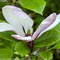 Buy canvas prints of A single magnolia flower in close-up by Joy Walker