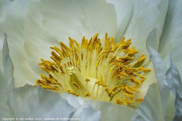 A close-up of a single white peony Picture Board by Joy Walker