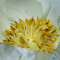 Buy canvas prints of A close-up of a single white peony by Joy Walker