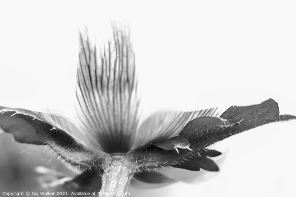 Detail of a poppy in black and white Picture Board by Joy Walker