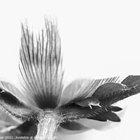 Buy canvas prints of Detail of a poppy in black and white by Joy Walker
