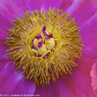 Buy canvas prints of Single pink garden poppy by Joy Walker