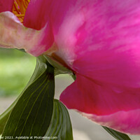 Buy canvas prints of Close-up detail of a cerise peony by Joy Walker