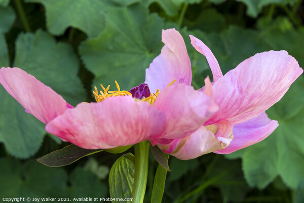 Single pink garden poppy Picture Board by Joy Walker