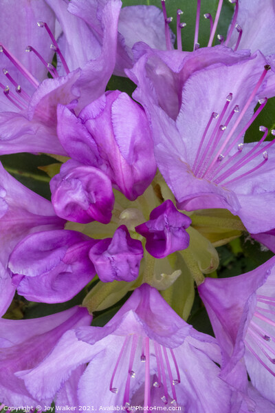 Rhododendron flower Picture Board by Joy Walker