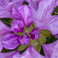 Buy canvas prints of Rhododendron flower by Joy Walker