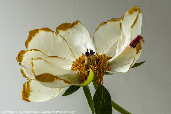 A single beautiful Peony flower as it dies and fades  Picture Board by Joy Walker