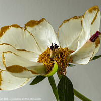 Buy canvas prints of A single beautiful Peony flower as it dies and fades  by Joy Walker
