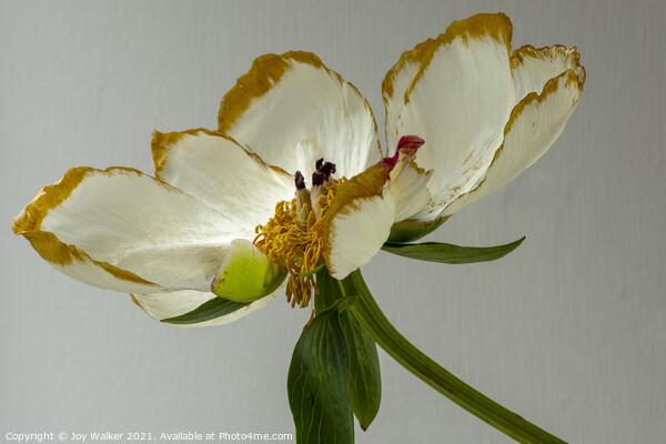 A single beautiful Peony flower as it dies and fades Picture Board by Joy Walker