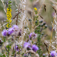 Buy canvas prints of Wild yellow Agrimony flower spikes  by Joy Walker
