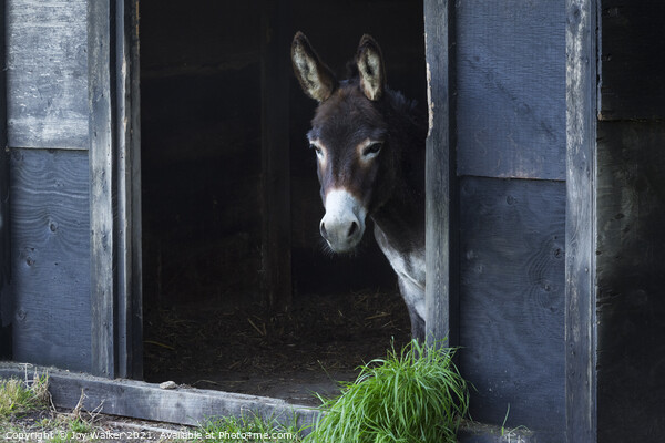 A donkey looking out of his stable Picture Board by Joy Walker