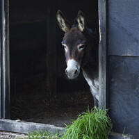Buy canvas prints of A donkey looking out of his stable by Joy Walker