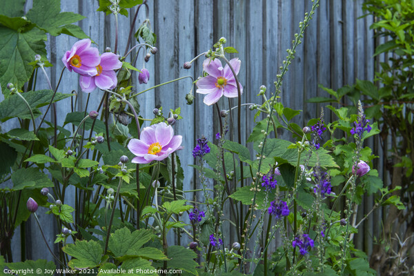 A flower border in late summer Picture Board by Joy Walker