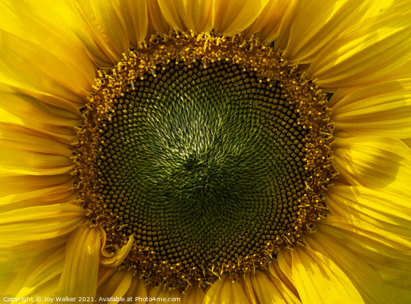 A close-up of a sunflower face Picture Board by Joy Walker
