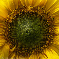 Buy canvas prints of A close-up of a sunflower face by Joy Walker