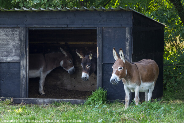 Three donkey friends Picture Board by Joy Walker