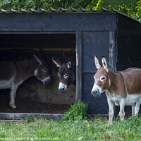 Buy canvas prints of Three donkey friends by Joy Walker