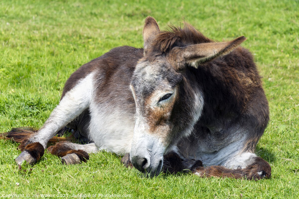 An old donkey lying down and taking it easy in the sunshine Picture Board by Joy Walker