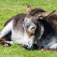 Buy canvas prints of An old donkey lying down and taking it easy in the sunshine by Joy Walker