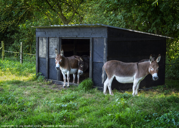 Three donkeys around their stable Picture Board by Joy Walker