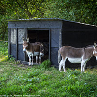 Buy canvas prints of Three donkeys around their stable by Joy Walker
