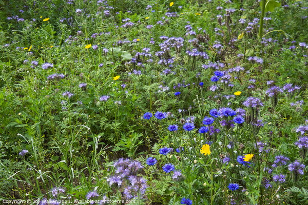 A group of blue cornflowers growing in a field Picture Board by Joy Walker