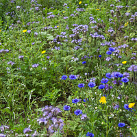 Buy canvas prints of A group of blue cornflowers growing in a field by Joy Walker