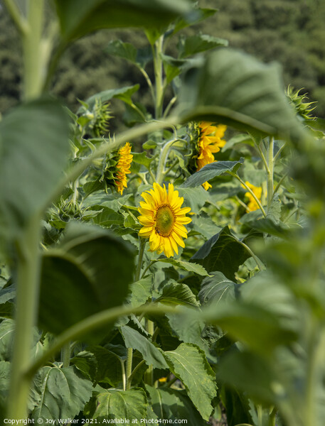 A sunflower growing in a field Picture Board by Joy Walker