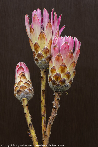 3 Protea flowers Picture Board by Joy Walker