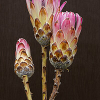Buy canvas prints of 3 Protea flowers by Joy Walker
