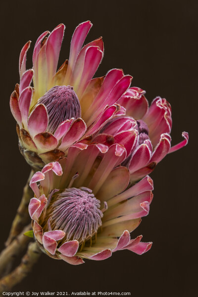 Three Protea flowers Picture Board by Joy Walker