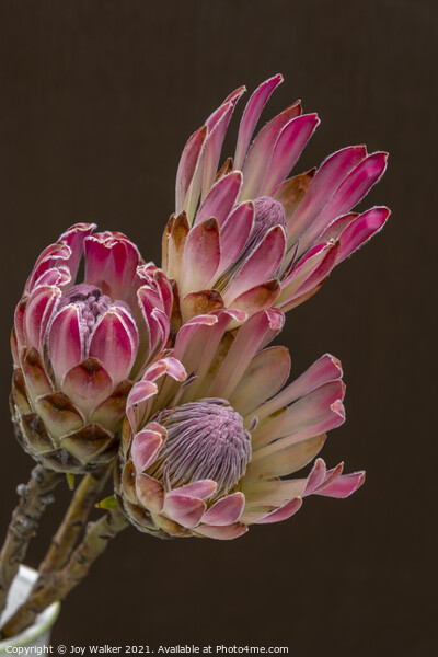 3 Protea flowers Picture Board by Joy Walker