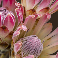 Buy canvas prints of Three Protea flowers by Joy Walker