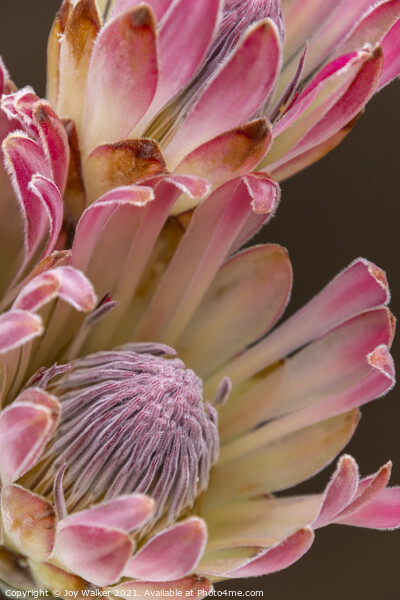 Three Protea flowers Picture Board by Joy Walker