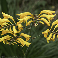 Buy canvas prints of Yellow Crocosmia flowers growing in a woodland setting by Joy Walker