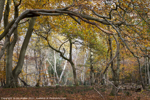 Arching tree branches, Burnham Beeches UK Picture Board by Joy Walker