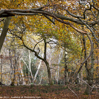 Buy canvas prints of Arching tree branches, Burnham Beeches UK by Joy Walker